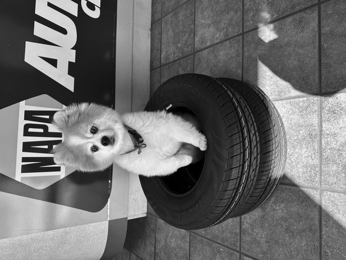 Harley, Shop mascot at Barrie AutoCare Centre
